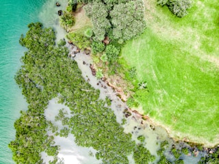 An aerial view captures the meeting point between lush green grass, dense foliage, and a clear turquoise body of water. The landscape shows a natural boundary where the vibrant greenery contrasts with the bright water.