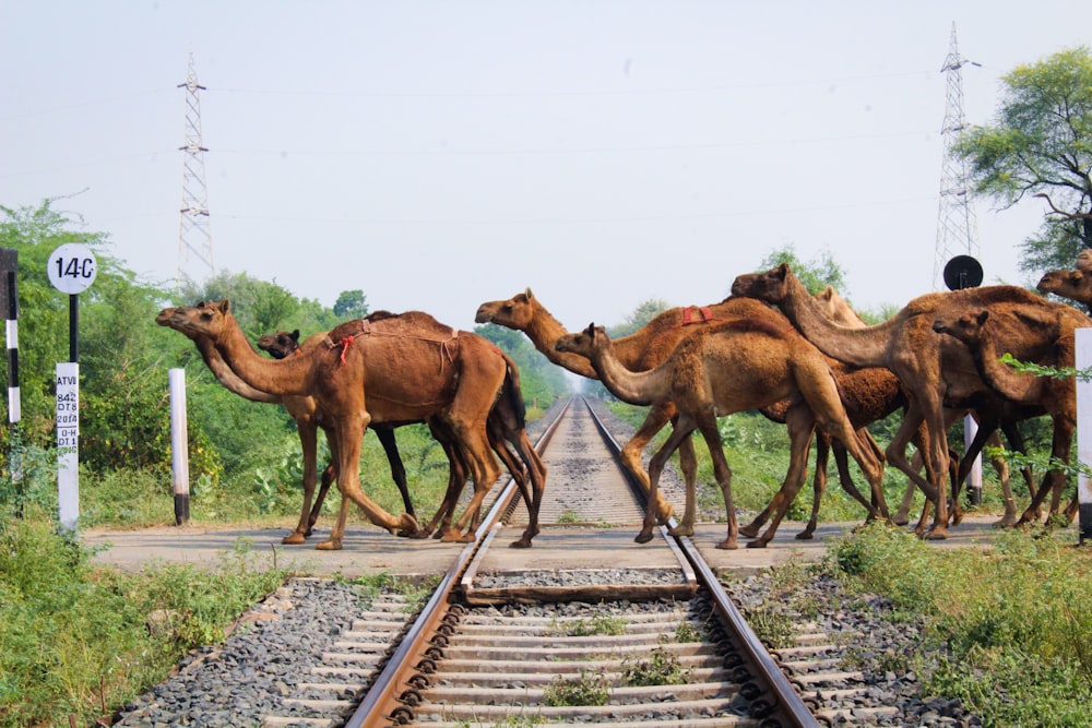 brown camels on train rail during daytime