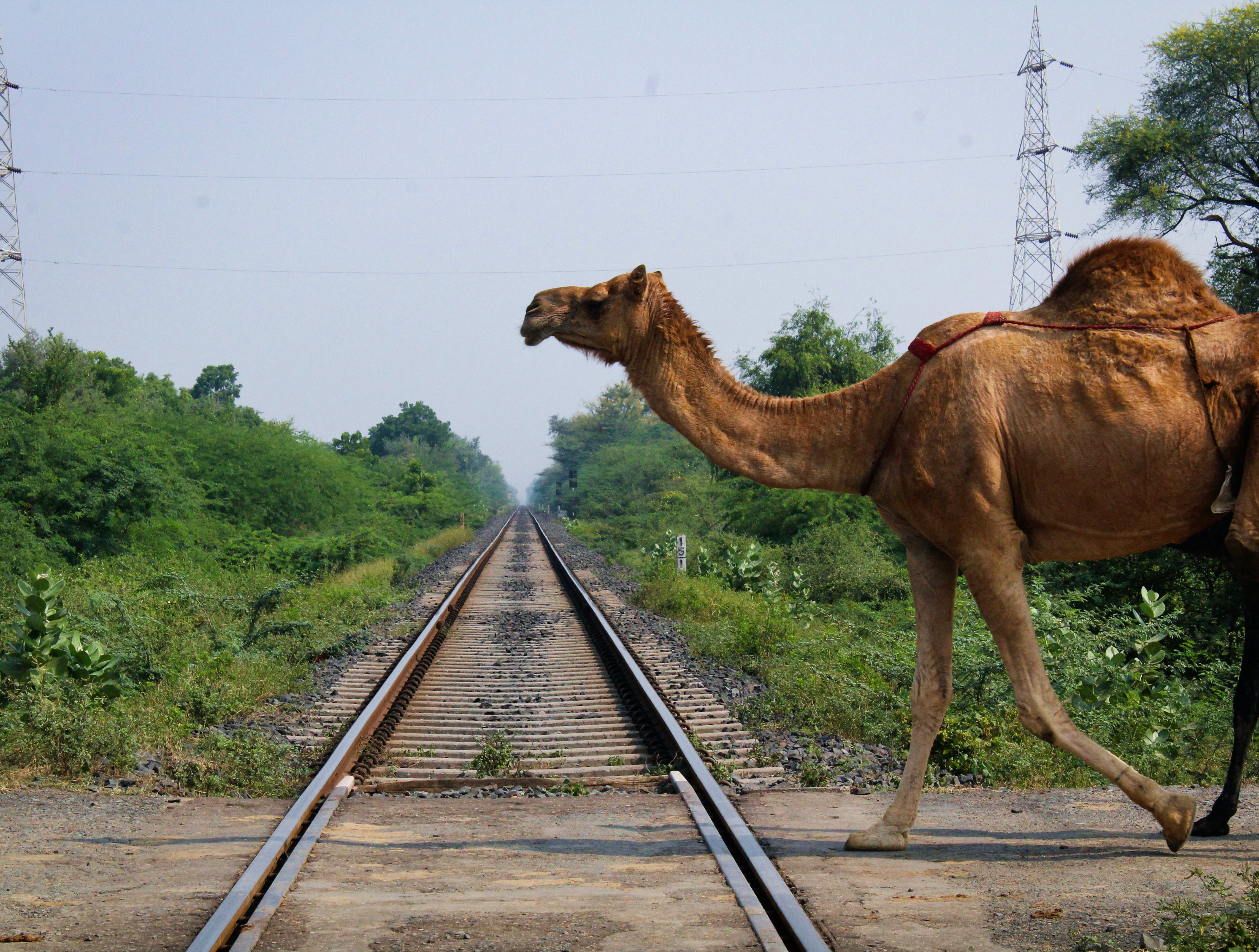 A camel’s back waiting for a straw