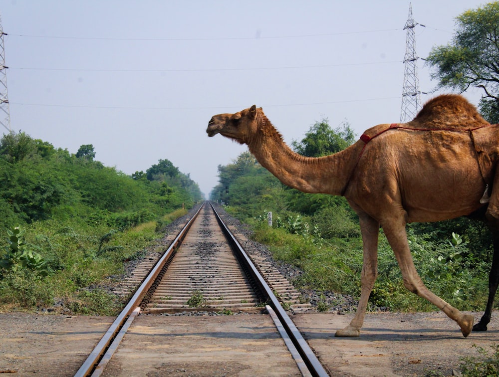 brown camel on gray metal rail during daytime