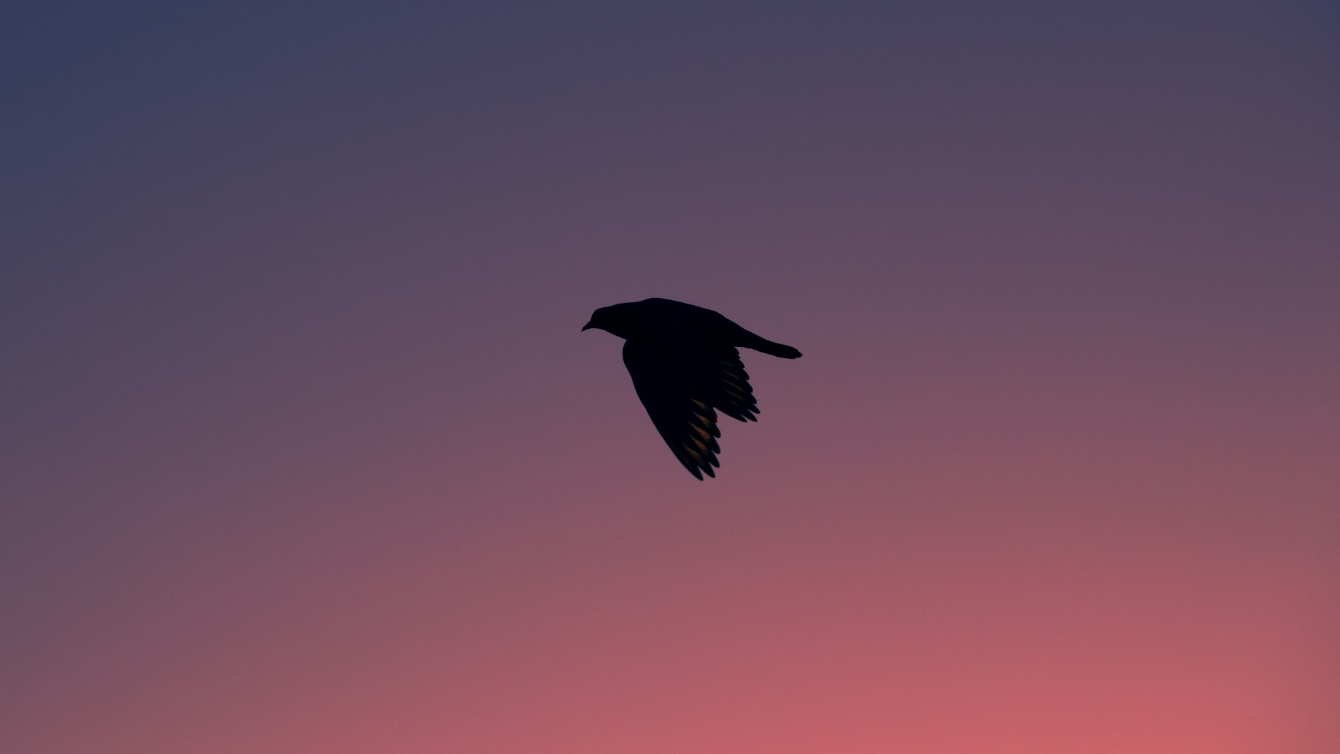 black bird flying during daytime