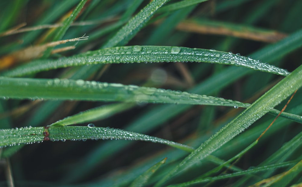 green leaf plant in close up photography