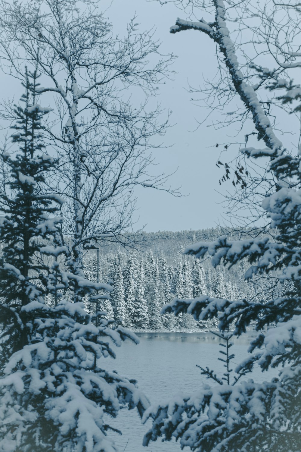 Árboles cubiertos de nieve durante el día