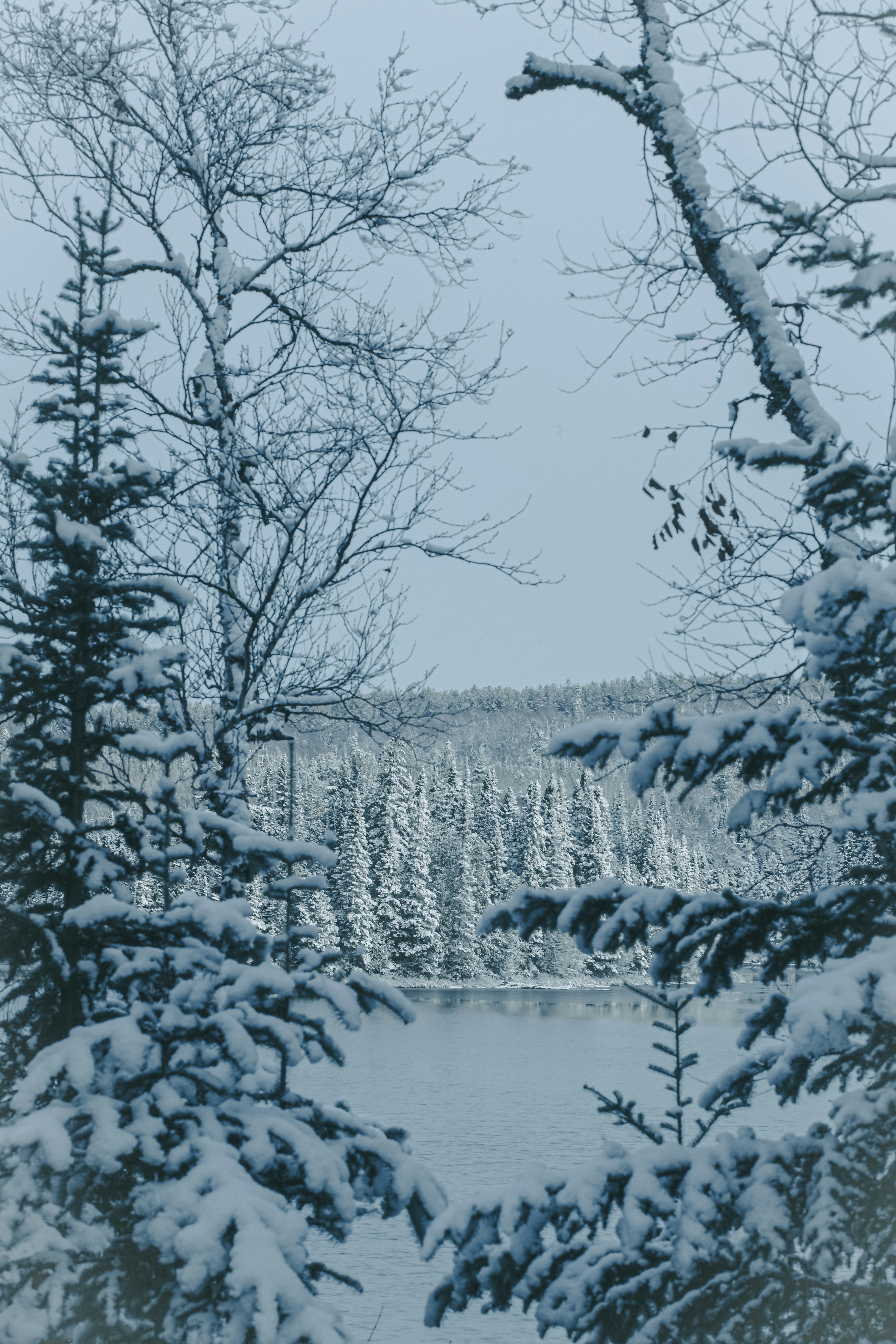snow covered trees during daytime