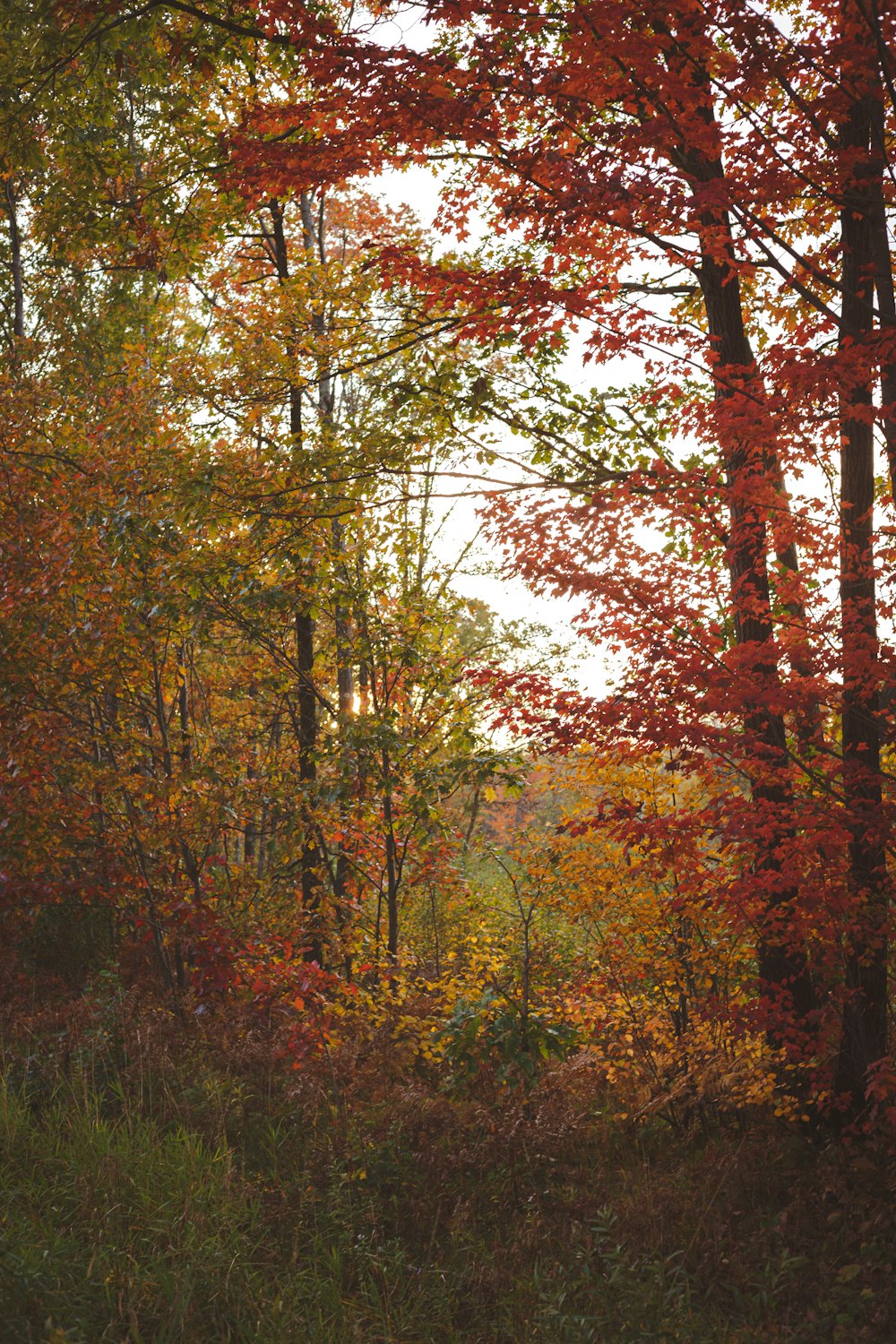 brown and green trees during daytime