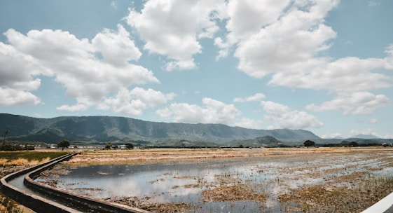 A serene landscape of rice fields under a clear blue sky.