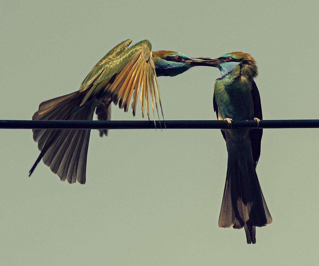 two birds perched on wire during daytime