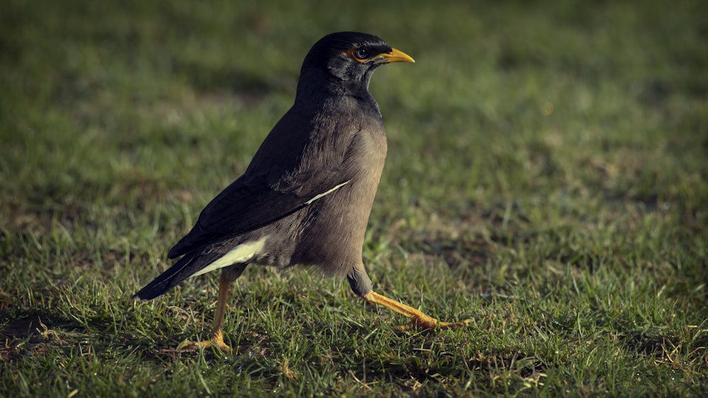 pájaro gris y blanco sobre hierba verde durante el día