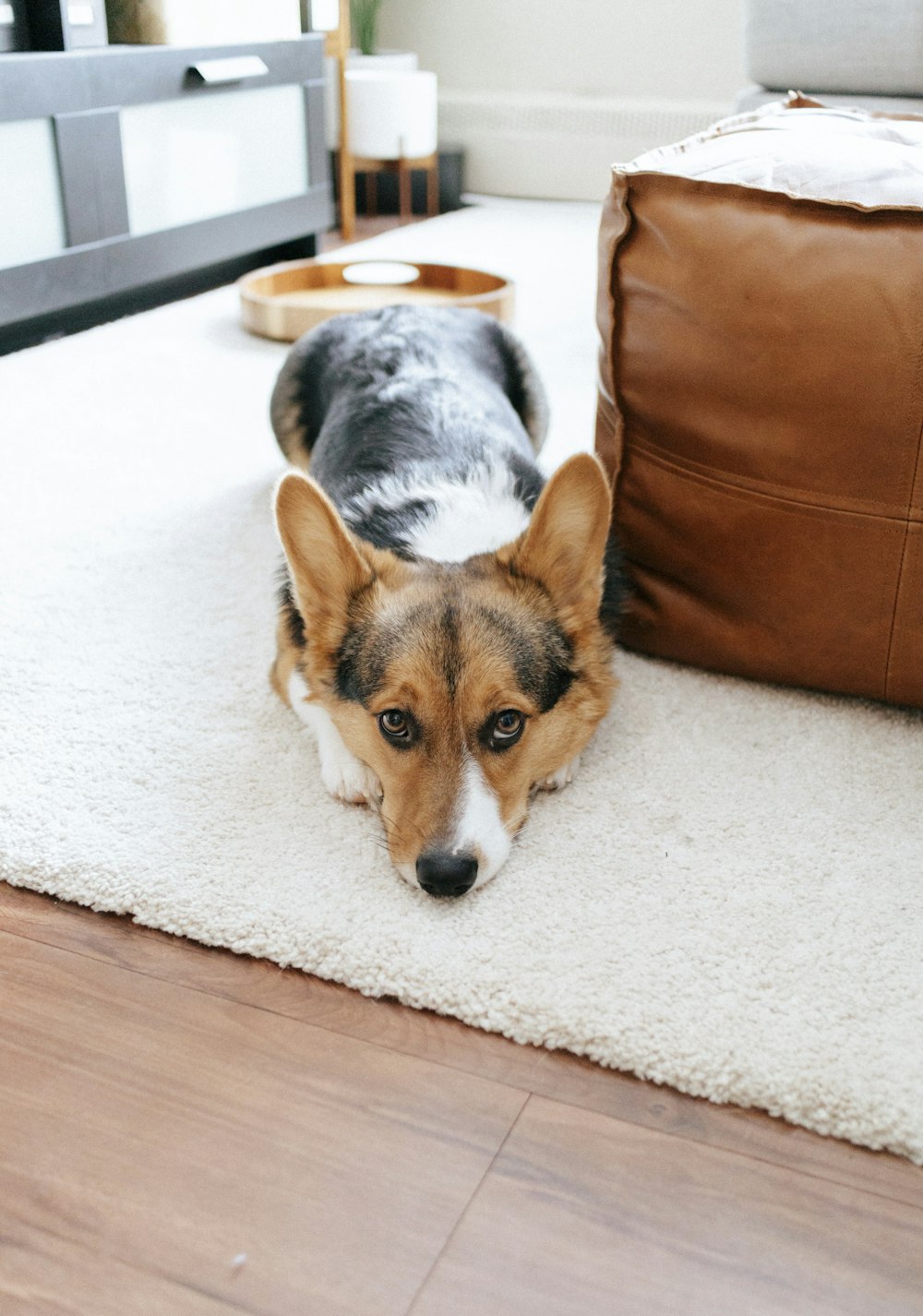brown white and black short coated dog lying on white floor