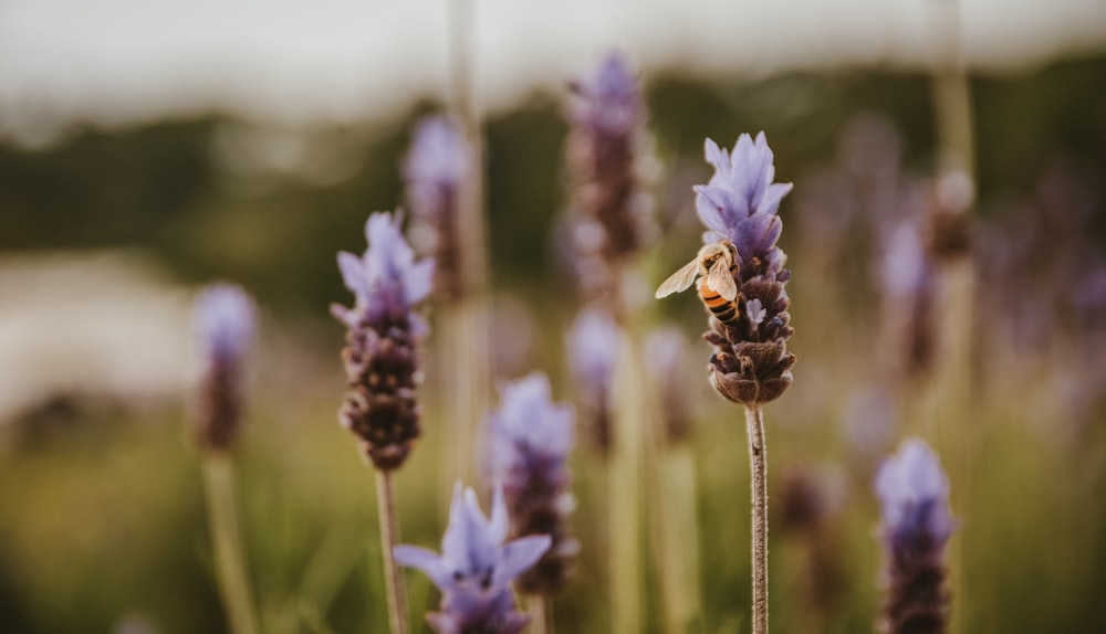 purple flower in tilt shift lens