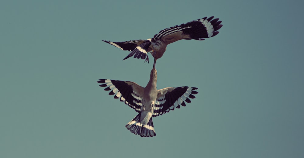 black and white bird flying during daytime