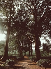 A serene natural setting at the edge of Zwolle, with a peaceful path leading into the forest.