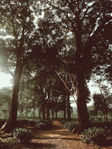 A serene photo of a sunlit path through a quiet forest symbolizing remembrance and peace.