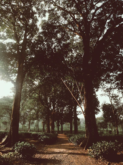 A serene photo of a sunlit path through a quiet forest symbolizing remembrance and peace.