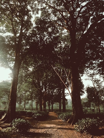A serene forest path lined with tall trees creates a tranquil natural setting. Sunlight filters through the dense canopy, casting shadows on the dirt path that winds through lush greenery. The atmosphere is peaceful and quiet.