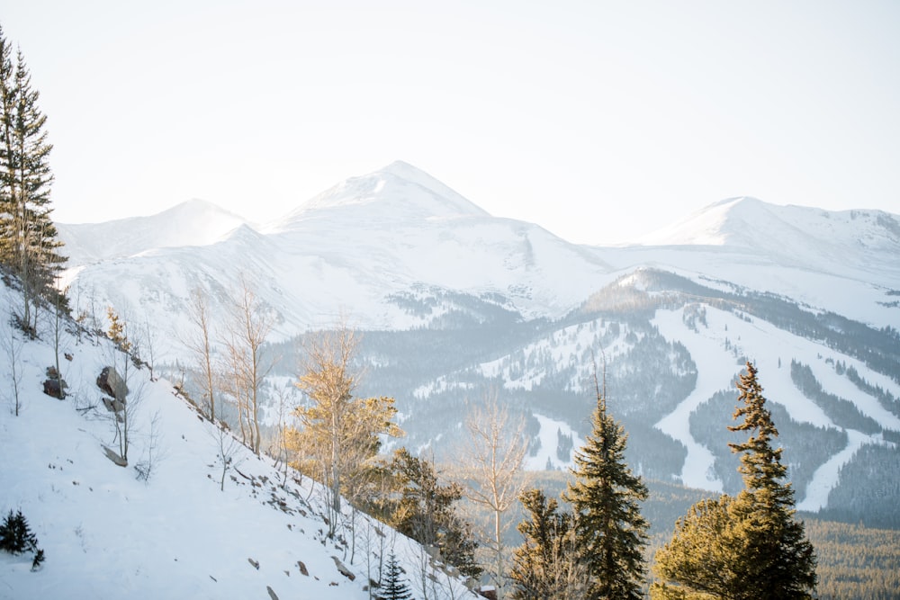 green trees on snow covered mountain during daytime