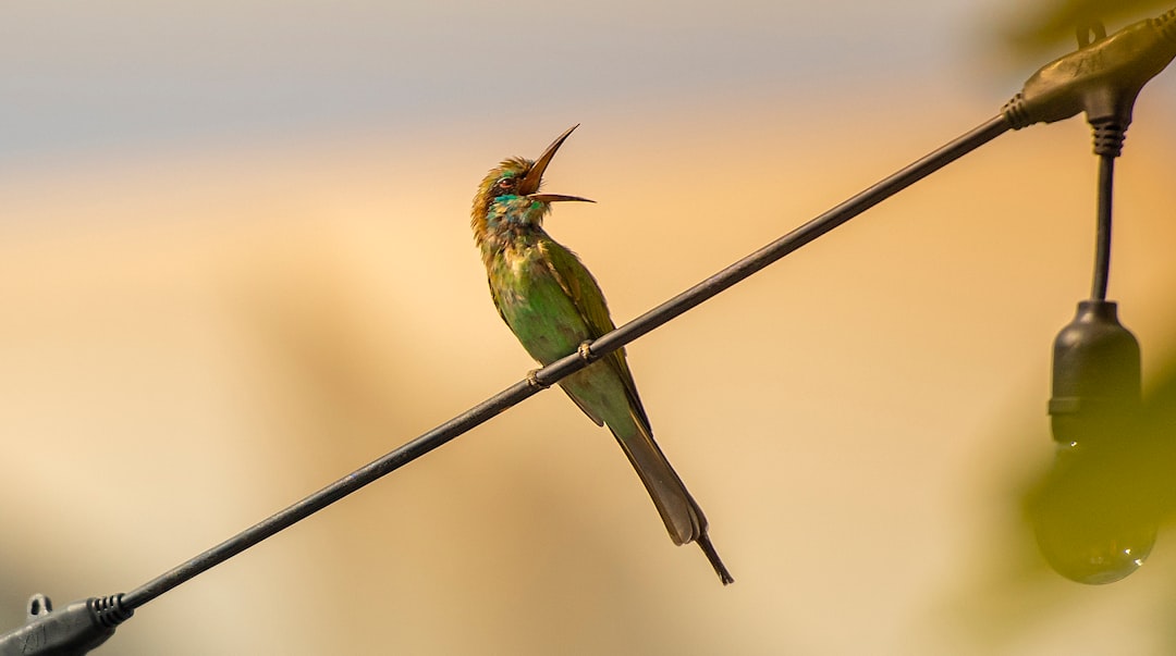 green and brown bird on black wire