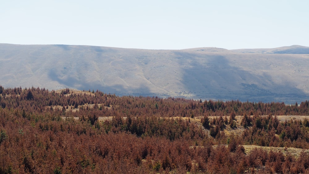 brown grass field near mountain during daytime