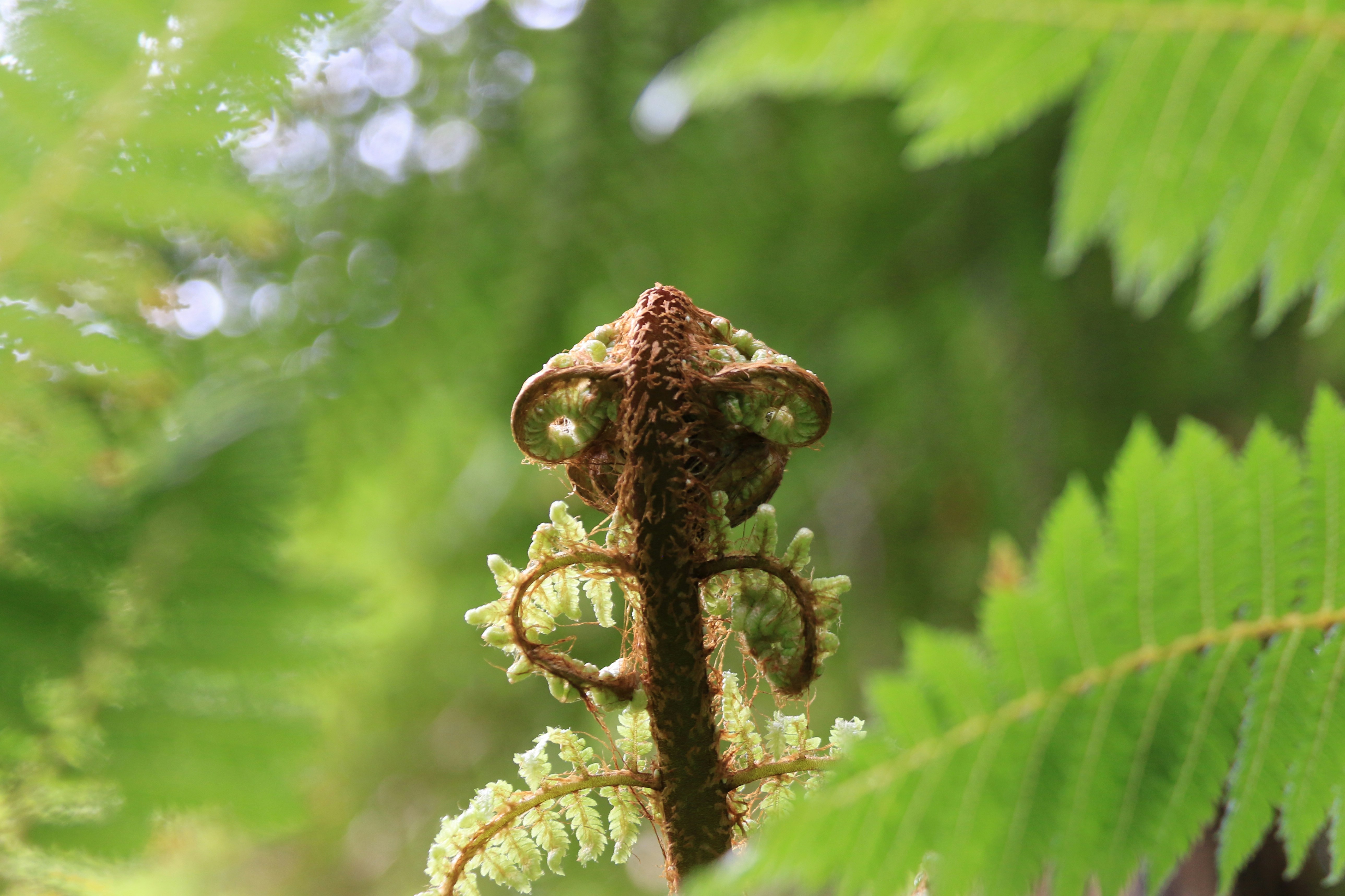 brown and green plant stem