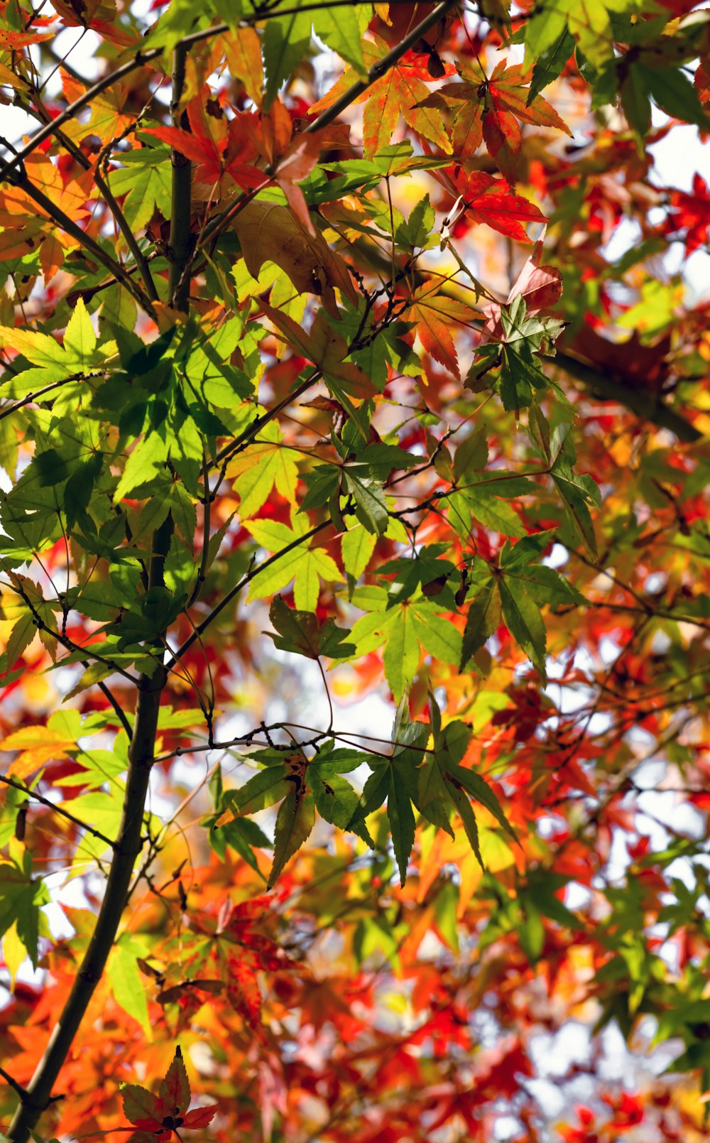 brown and green leaves tree