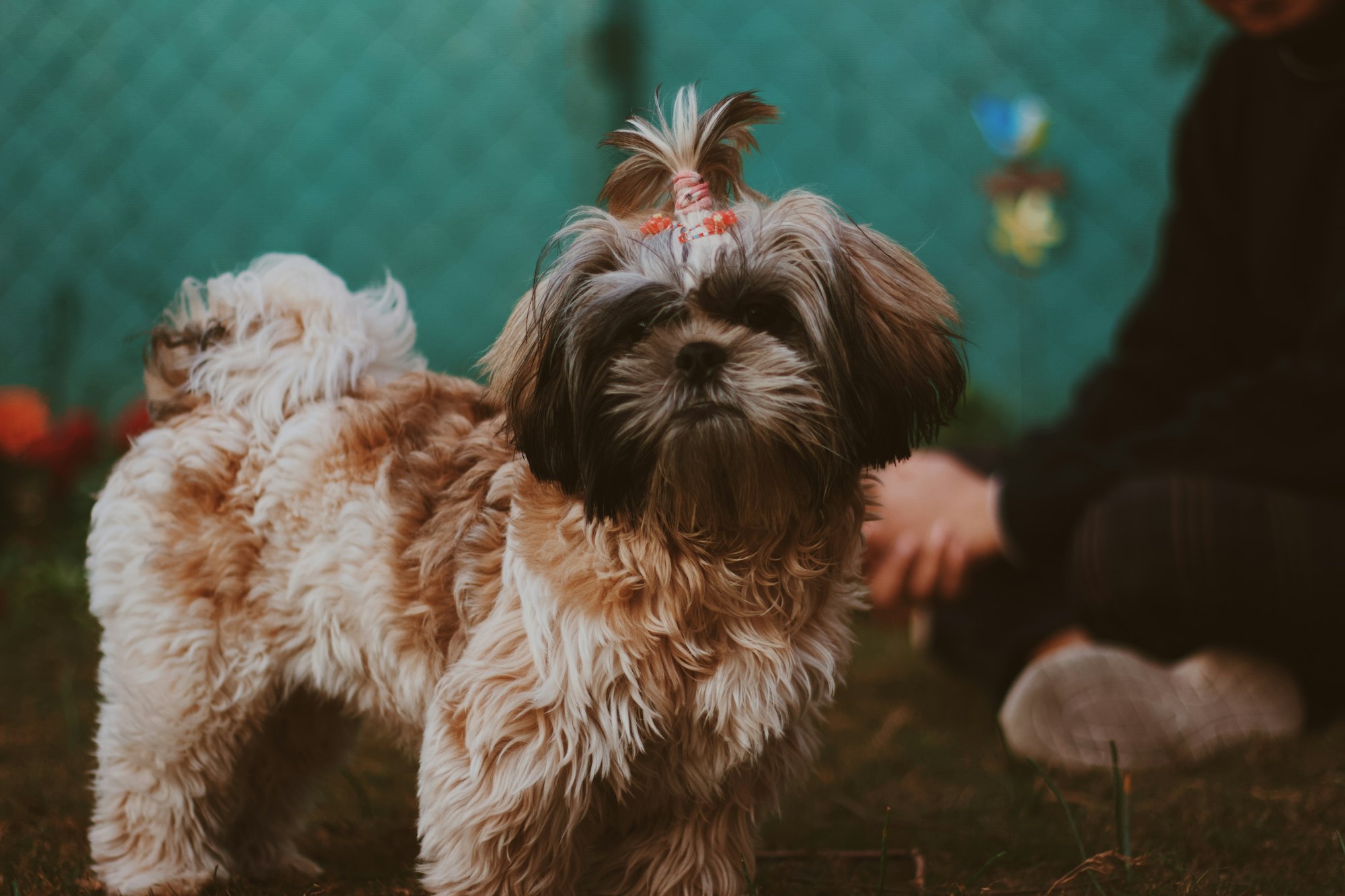 affenpinscher