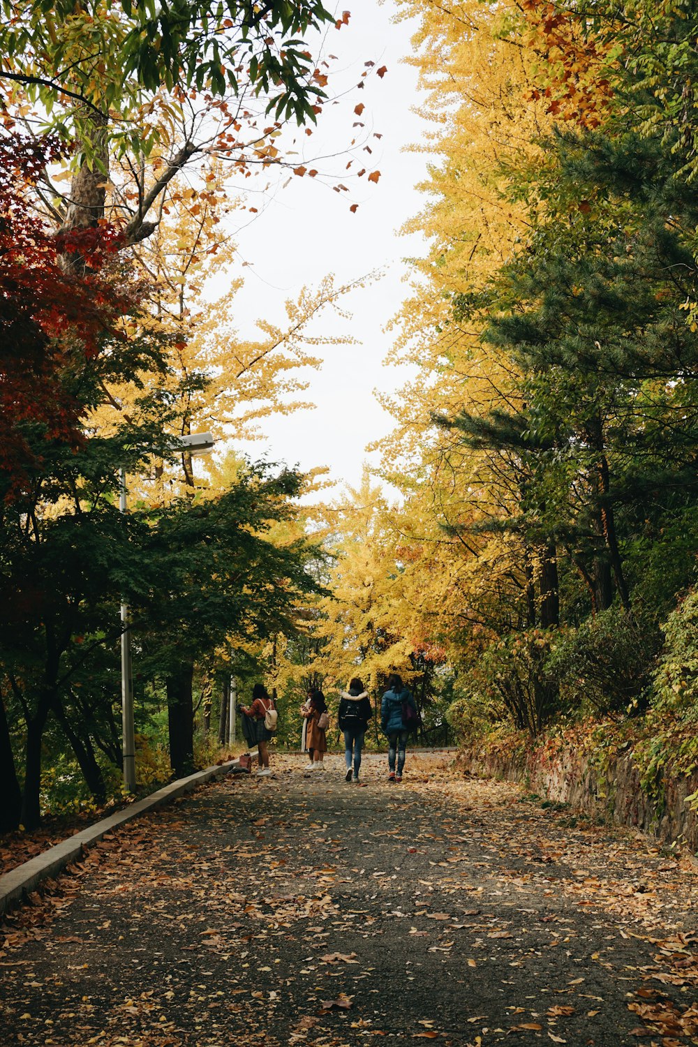 people walking on pathway between trees during daytime