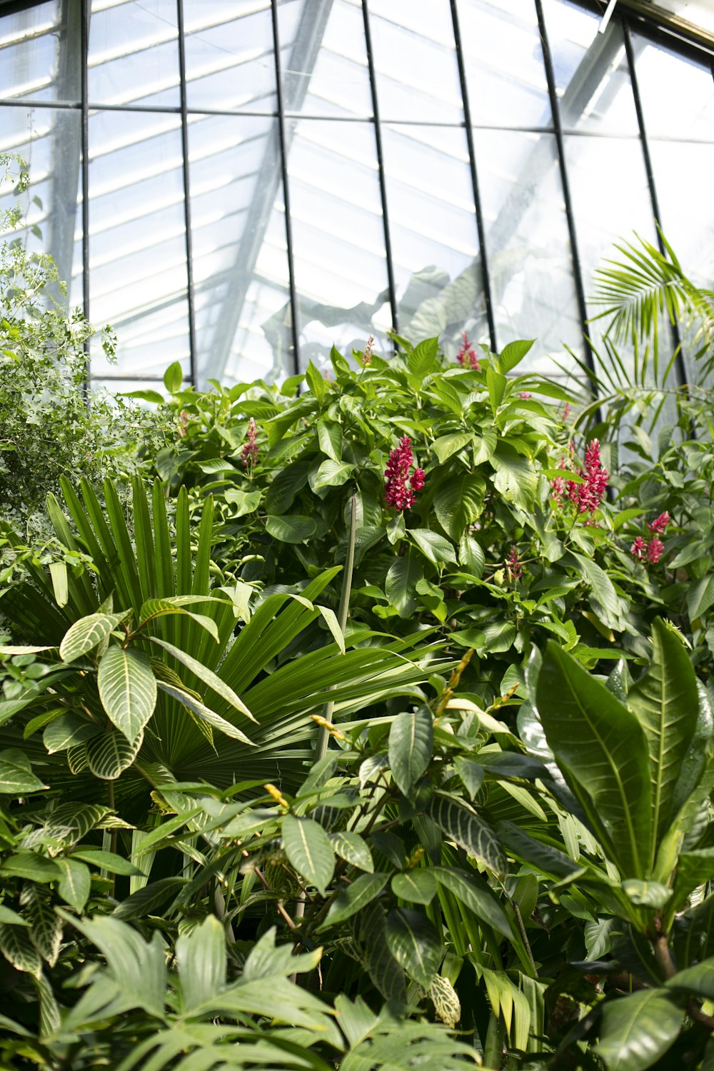 Fleurs rouges dans les plantes vertes