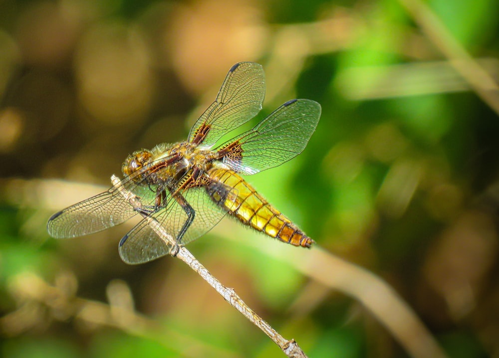 brown and yellow dragonfly perched on brown stem in tilt shift lens
