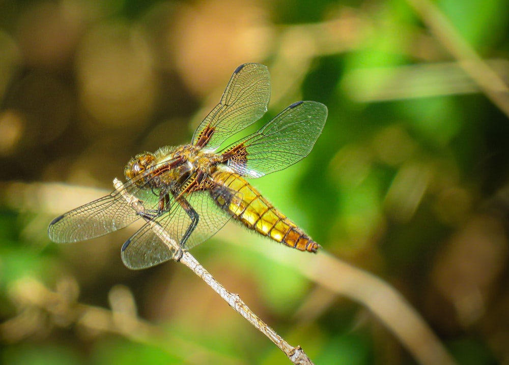 Libélula marrón y amarilla encaramada en tallo marrón en lente de desplazamiento de inclinación