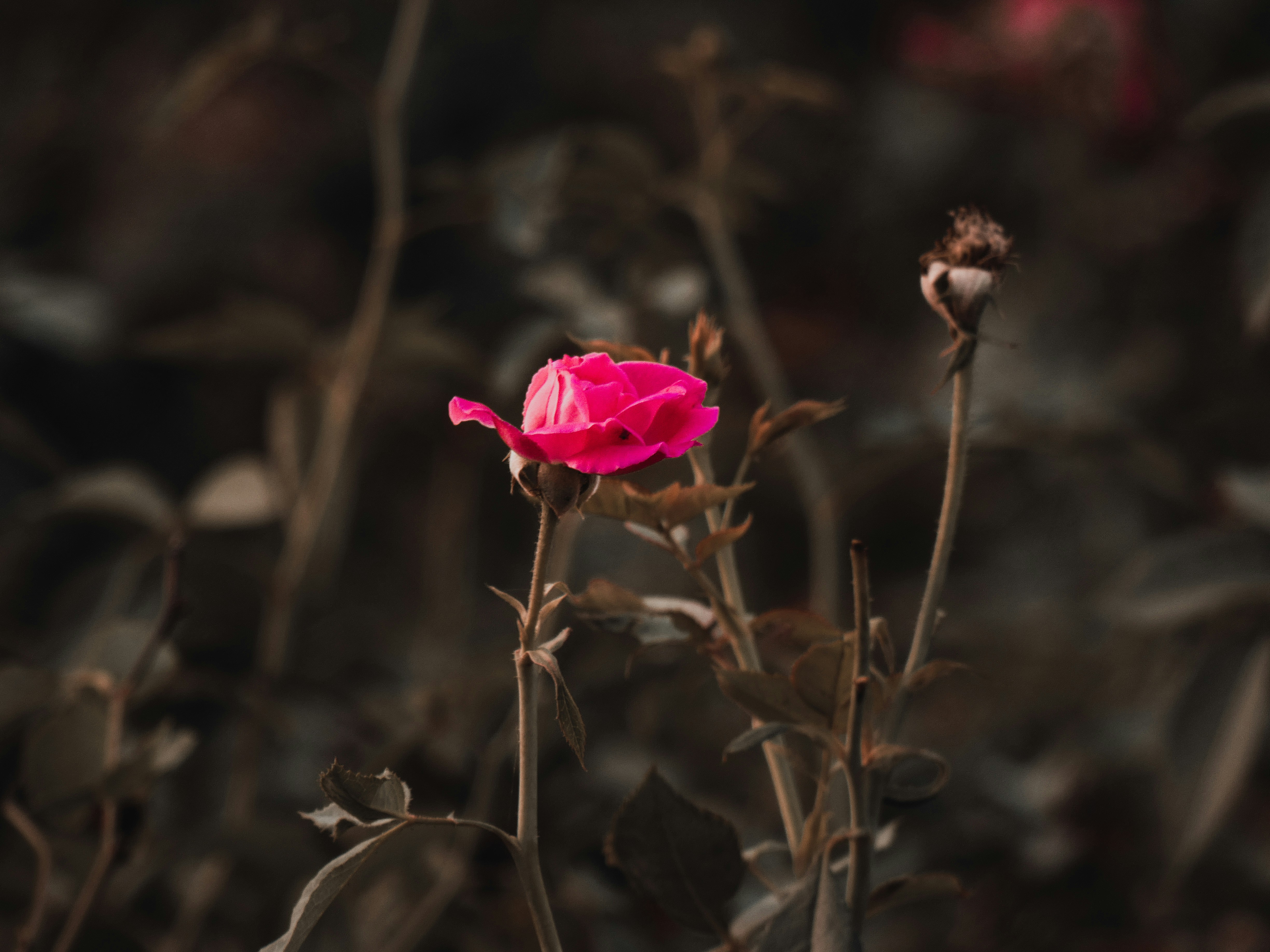 Photo by muhammad_shaheer