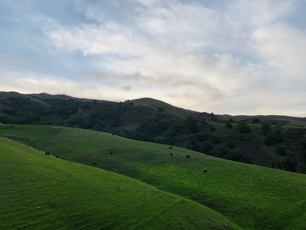 green grass field under cloudy sky during daytime