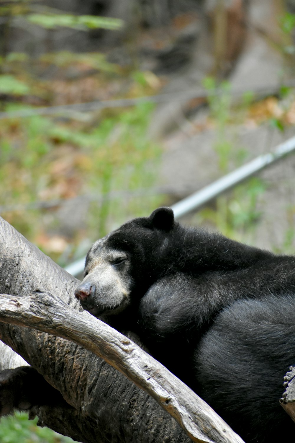 black bear on brown tree branch during daytime