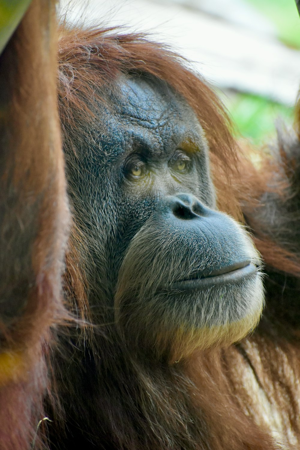 brown monkey in close up photography