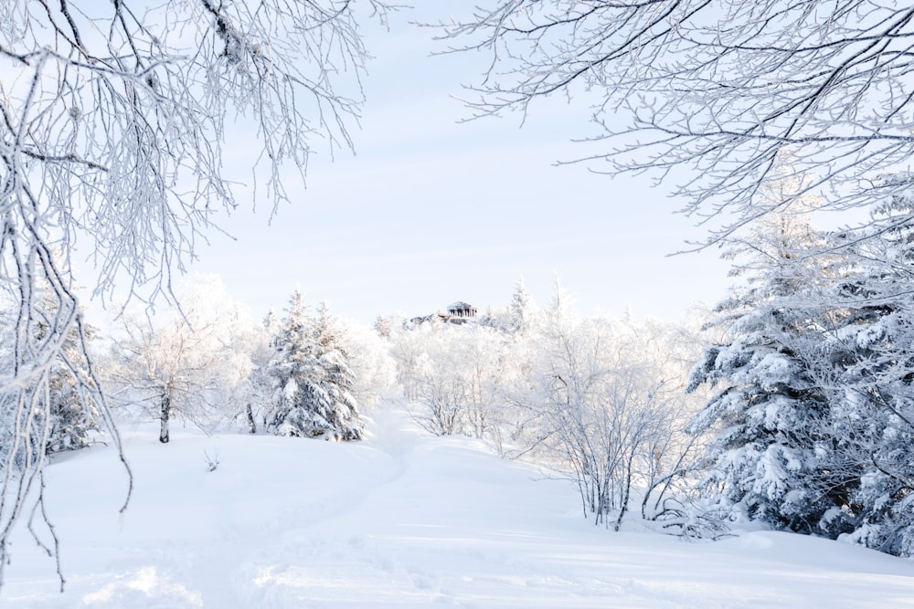 bare trees on snow covered ground during daytime