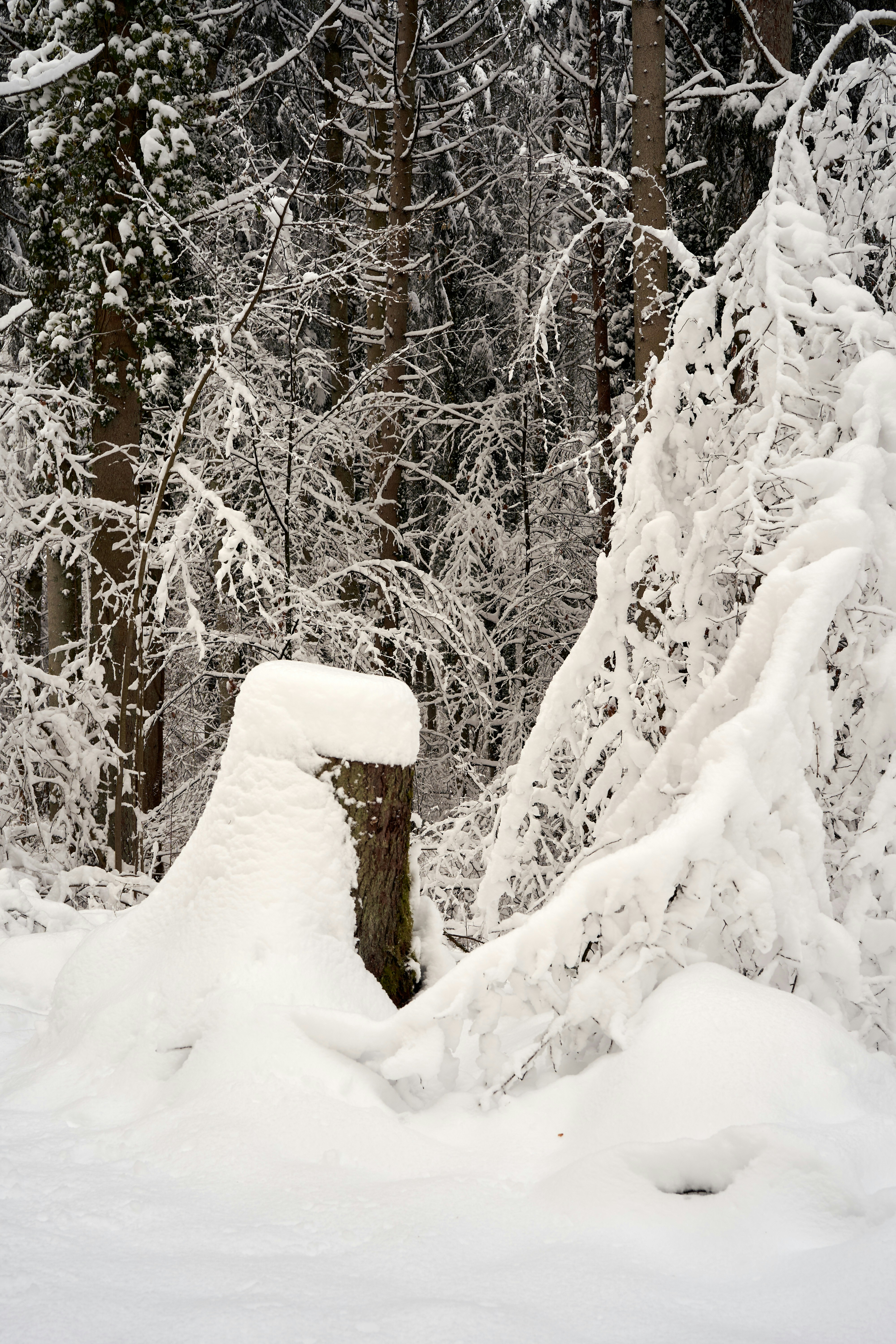 Photo by wolfgang_hasselmann