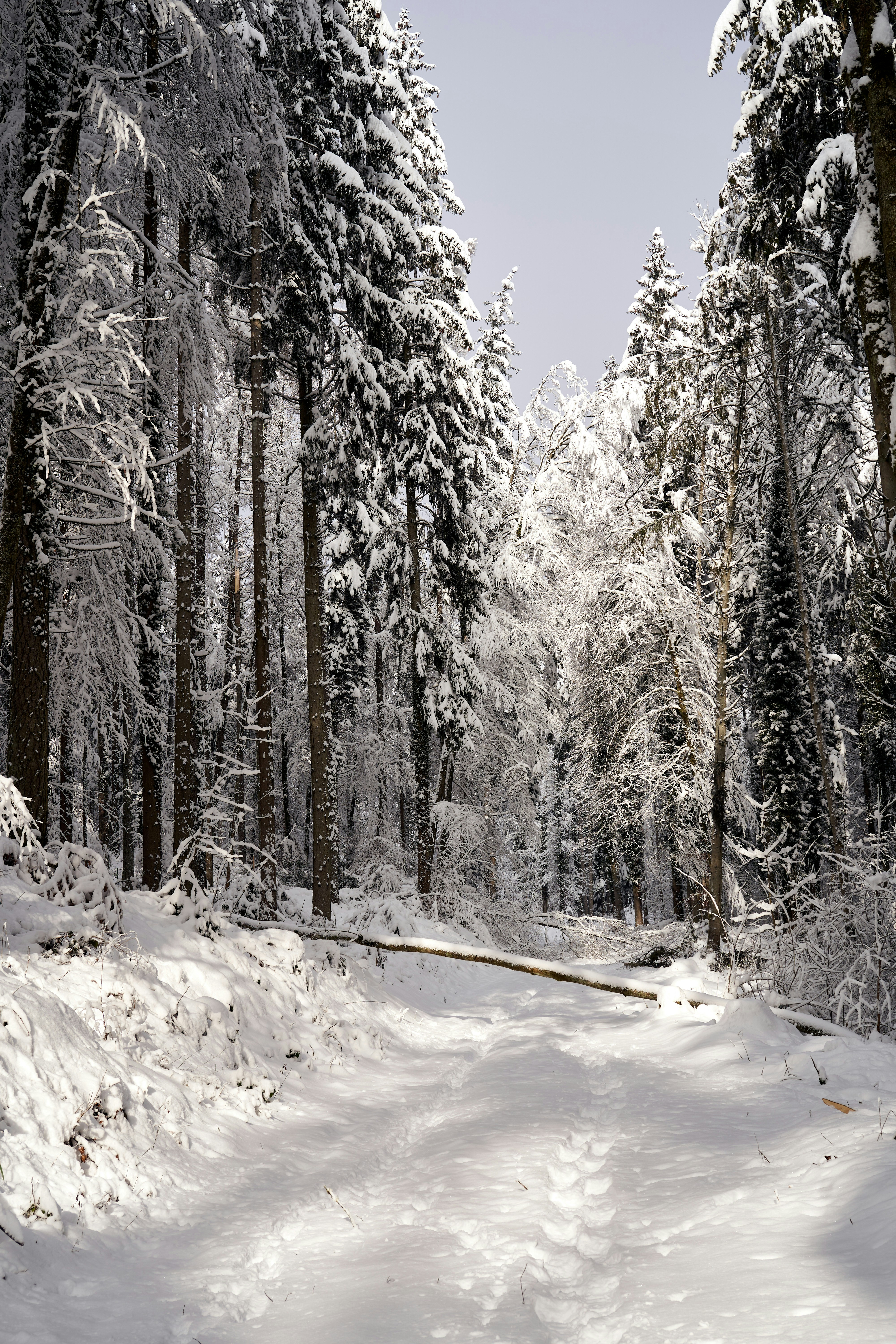 Photo by wolfgang_hasselmann