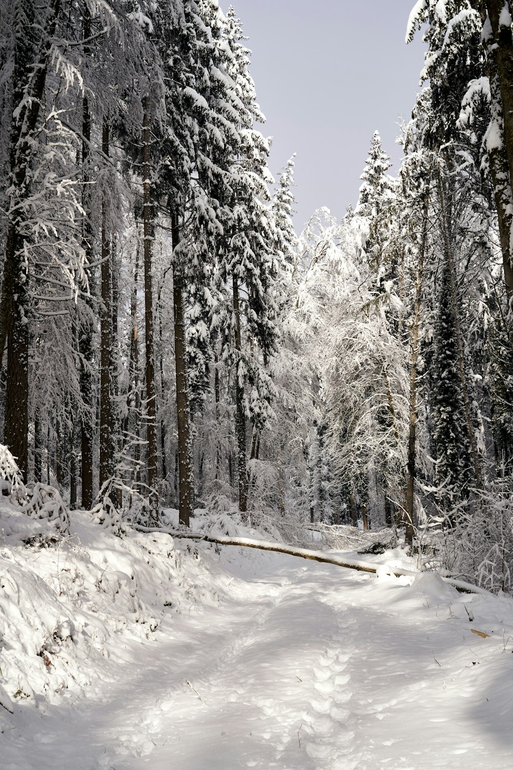 snow covered trees during daytime