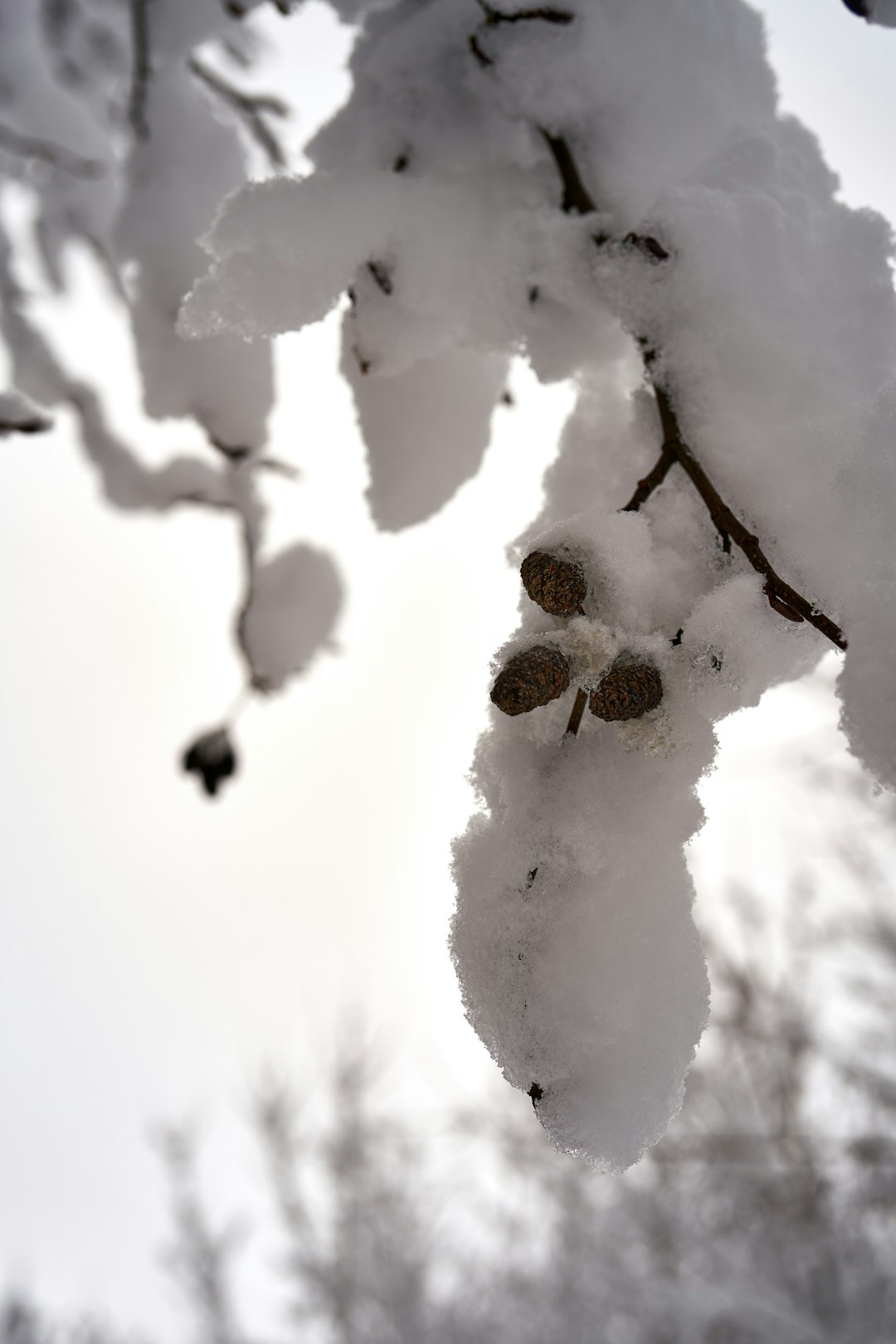 snow covered tree during daytime