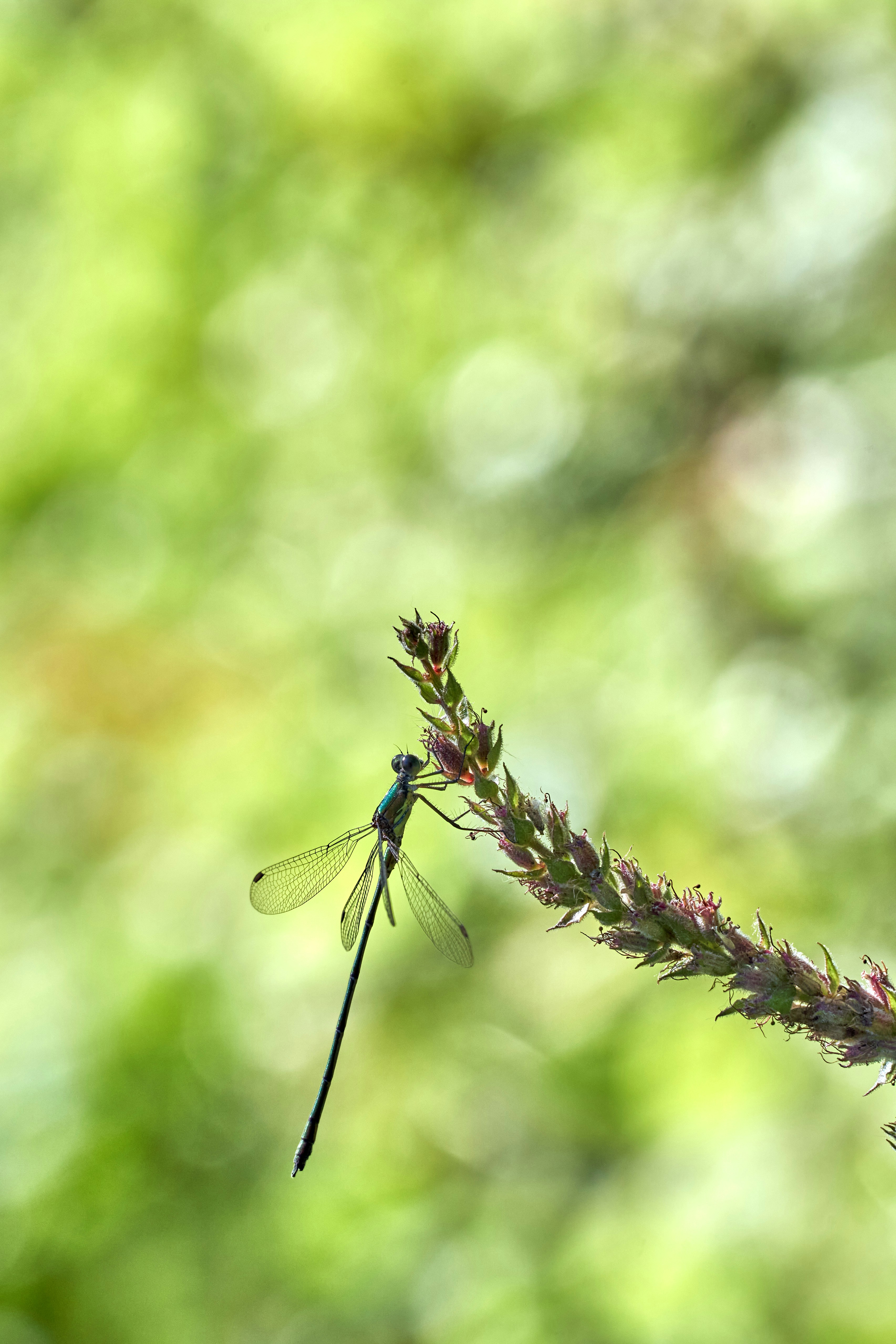 Photo by wolfgang_hasselmann