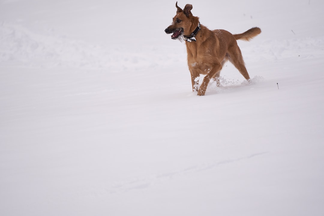 brown short coated dog running on snow covered ground during daytime