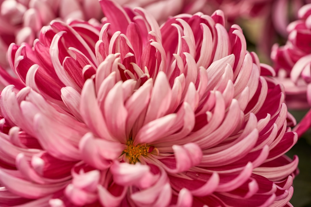 pink and white flower in macro photography