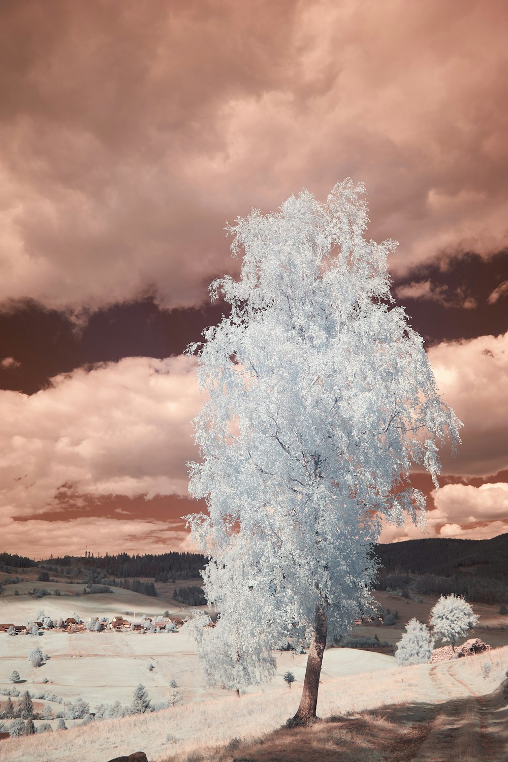 brown tree on snow covered ground under blue and white cloudy sky during daytime