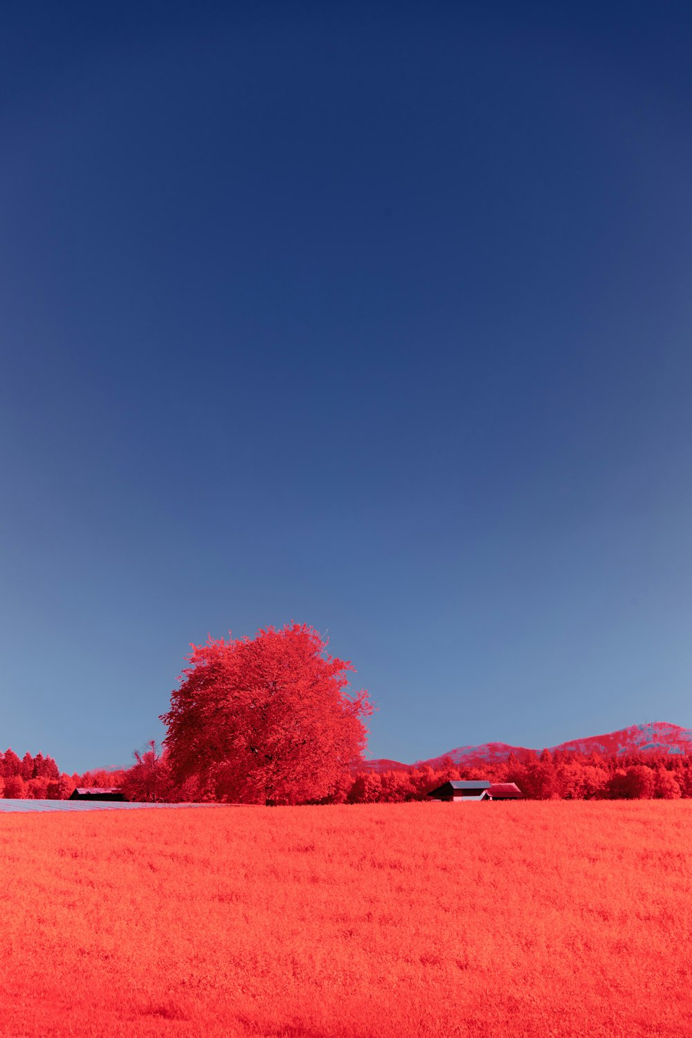 red leaf tree on green grass field during daytime