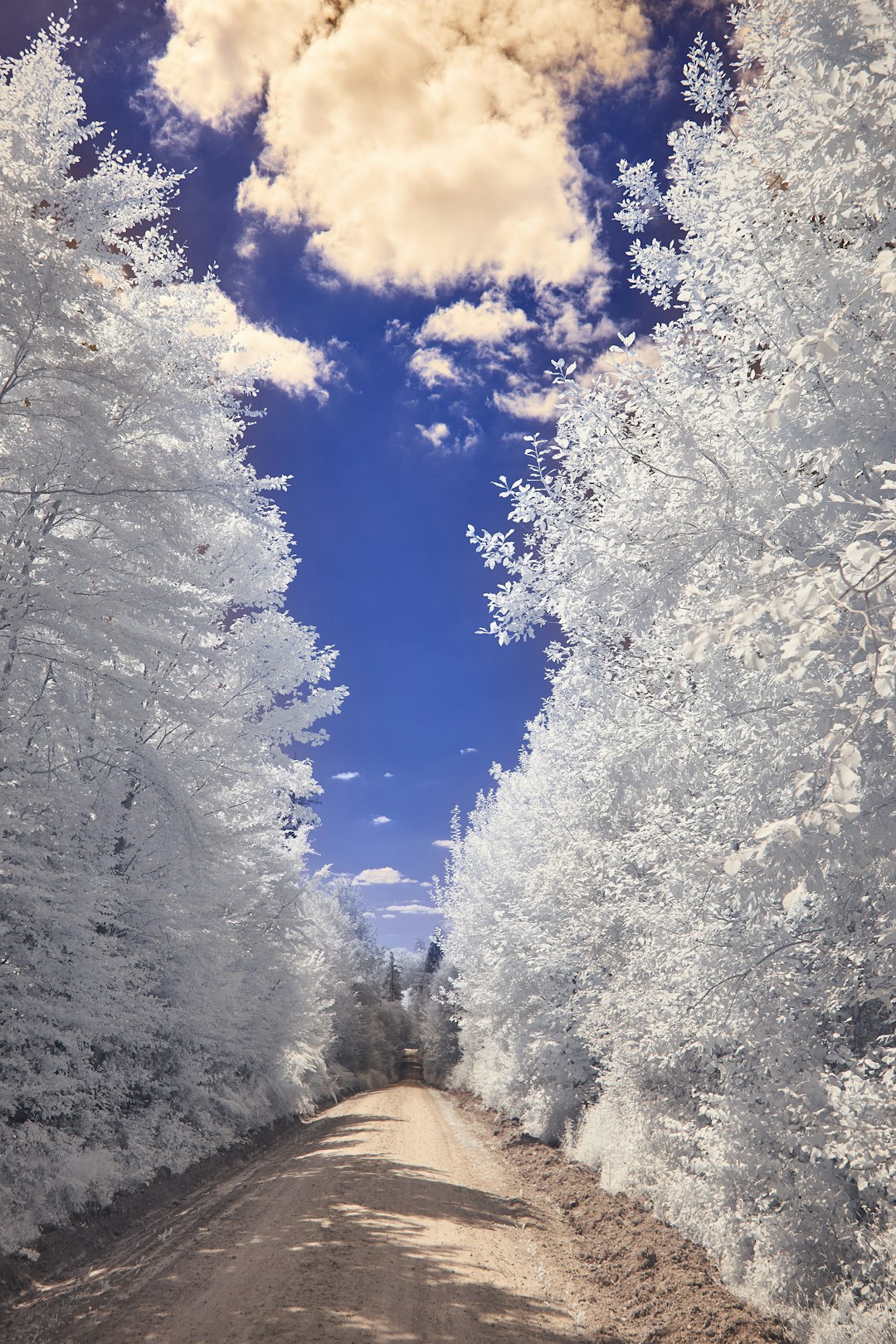 white trees under blue sky during daytime