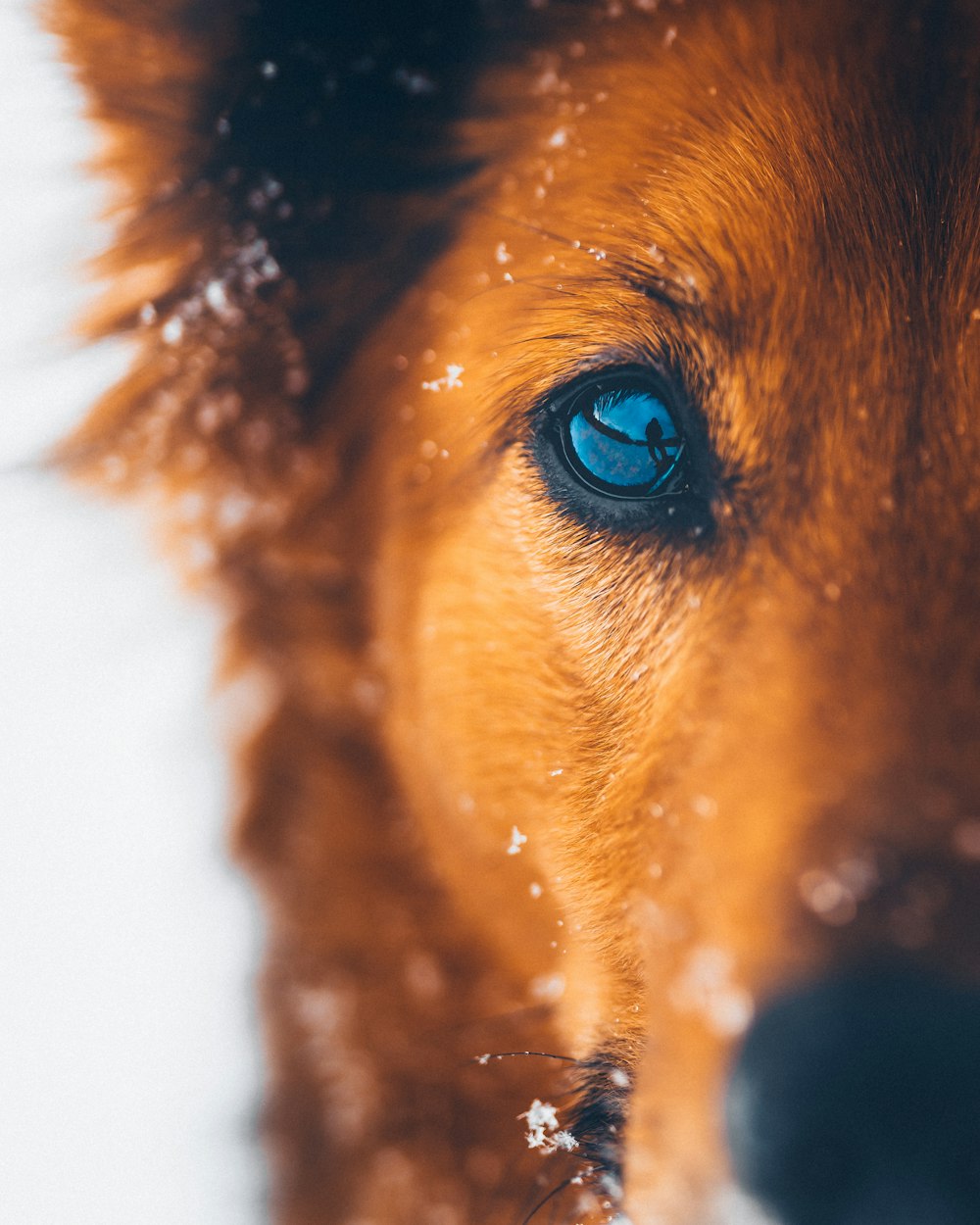 brauner kurzhaariger Hund mit blauen Augen