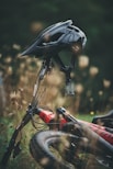 black and red bicycle helmet on brown grass during daytime