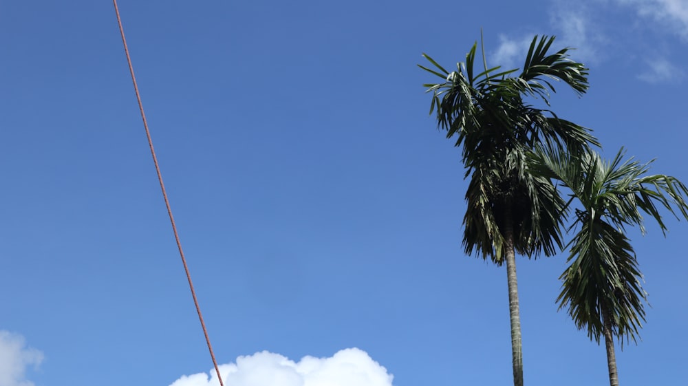 green palm tree under blue sky during daytime