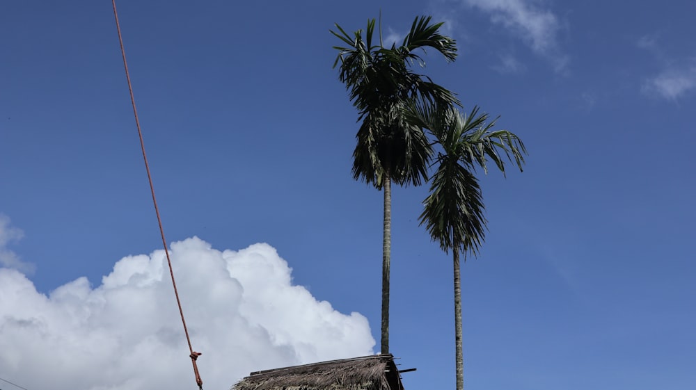 green palm tree under blue sky during daytime