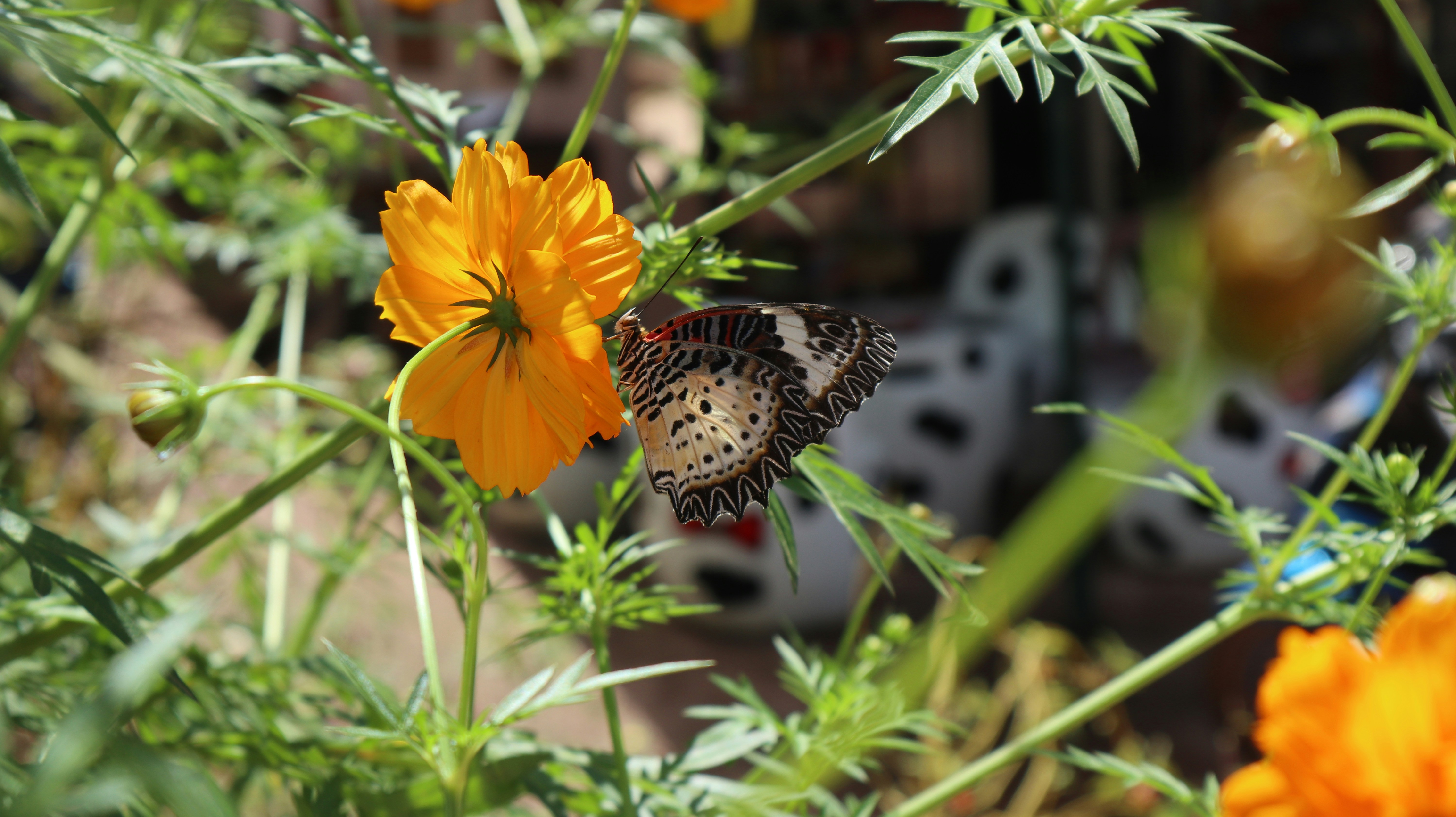 black white and yellow butterfly on yellow flower