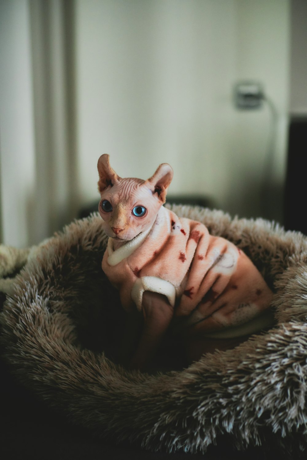 brown cat on brown textile